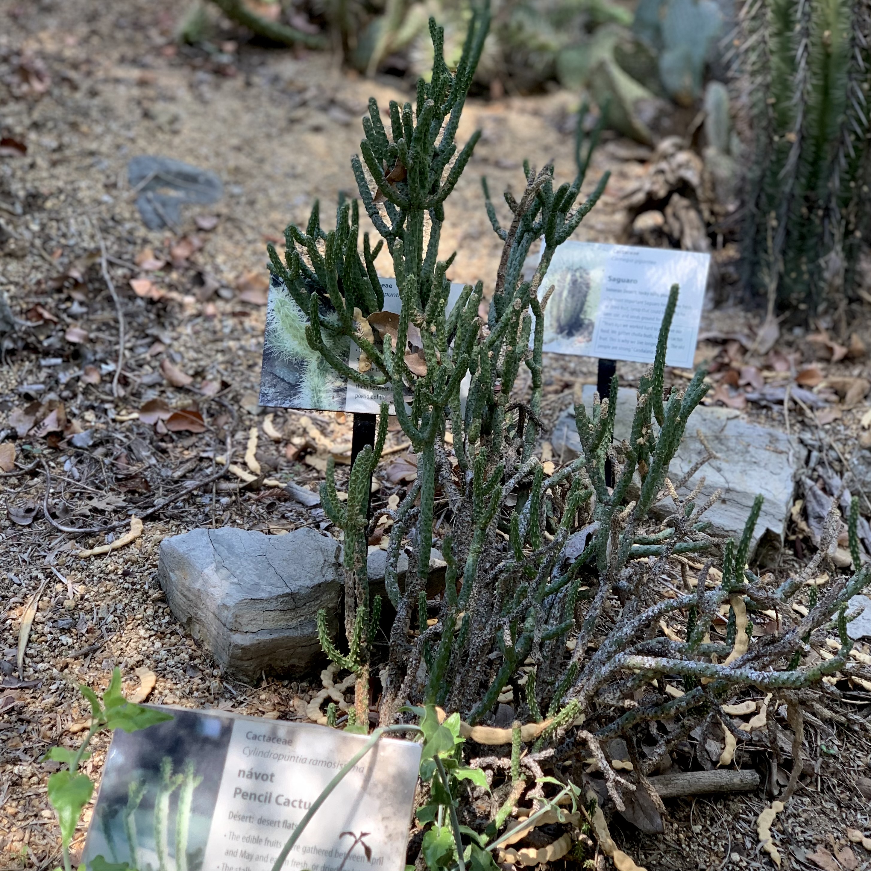 Photo of cylindropuntia ramosissima